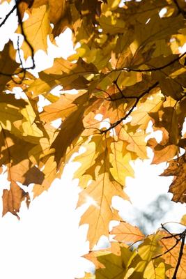 Eichenbaum mit bunten Blättern im Herbst van Tobias Ott