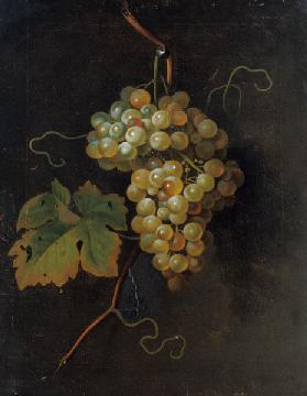 Druiven - Tobias Stranover