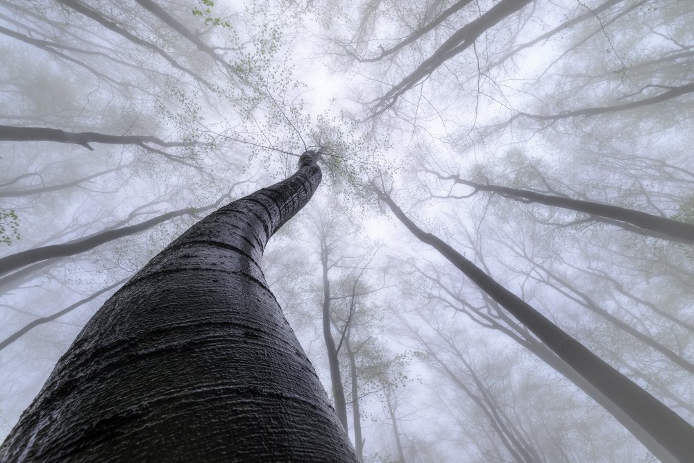 Beech forest van Tom Pavlasek