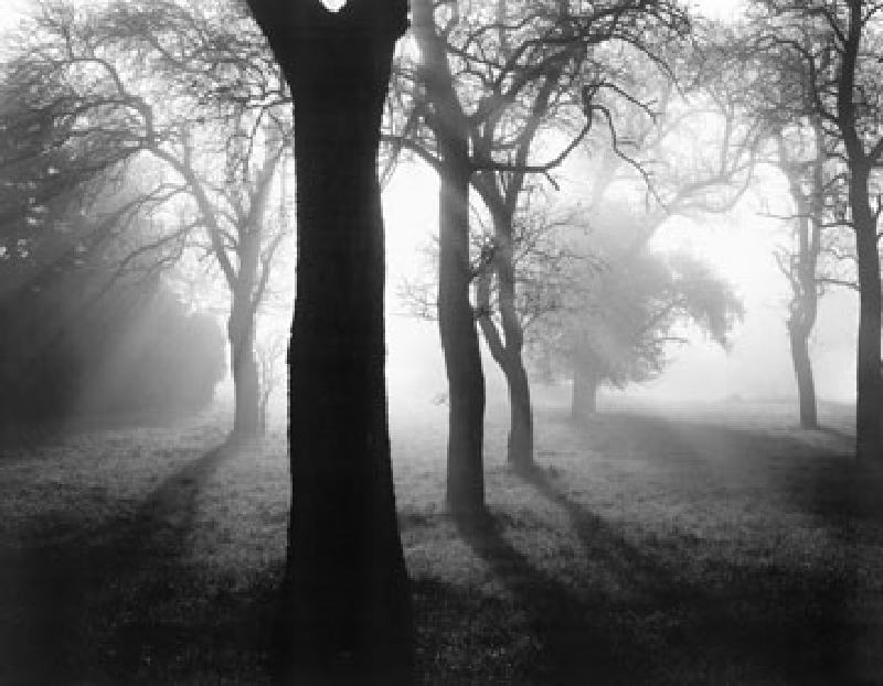 Bäume im Nebel I van Tom Weber