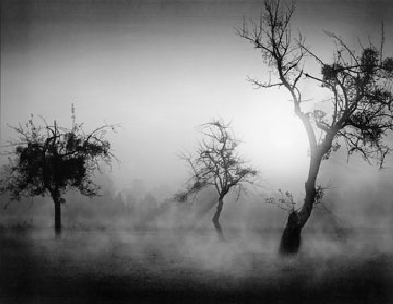 Bäume im Nebel II van Tom Weber