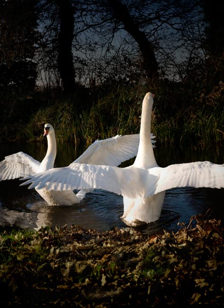 Swan Dance van Trevor Aston