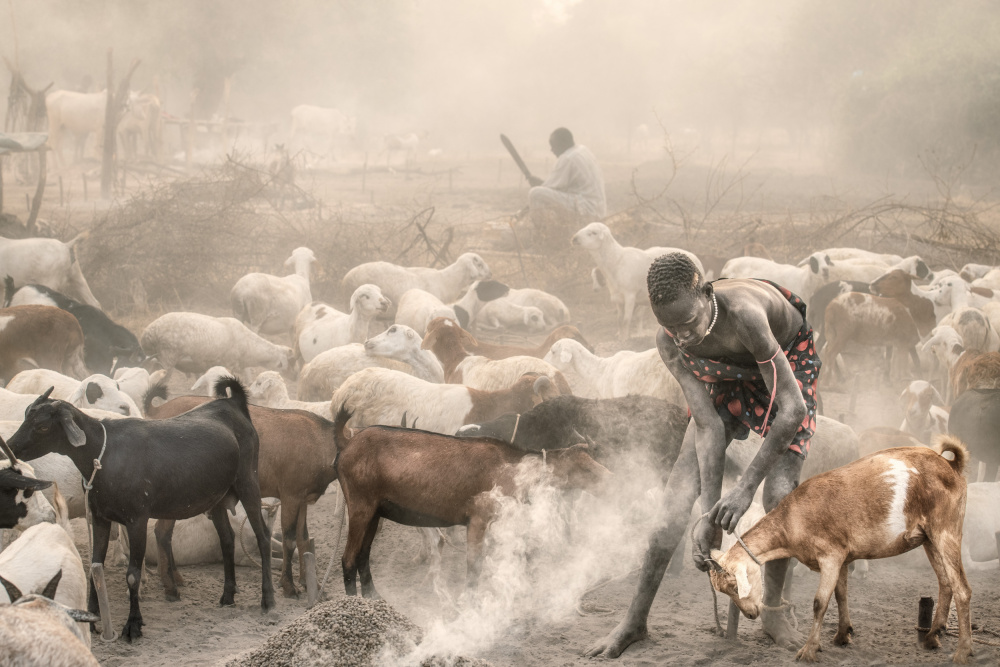 Young goat herder at work van Trevor Cole