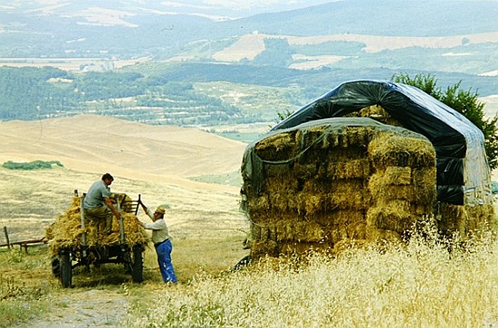 Haymaking at Volterra, Tuscany, Italy, 1999 (photo)  van Trevor  Neal
