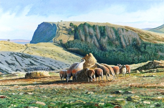 Sheep Feeding van Trevor  Neal