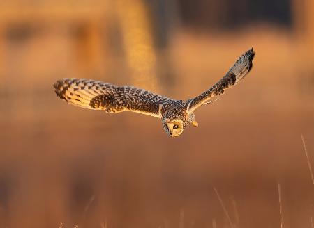 Short Eared Owl in Action at Sunset