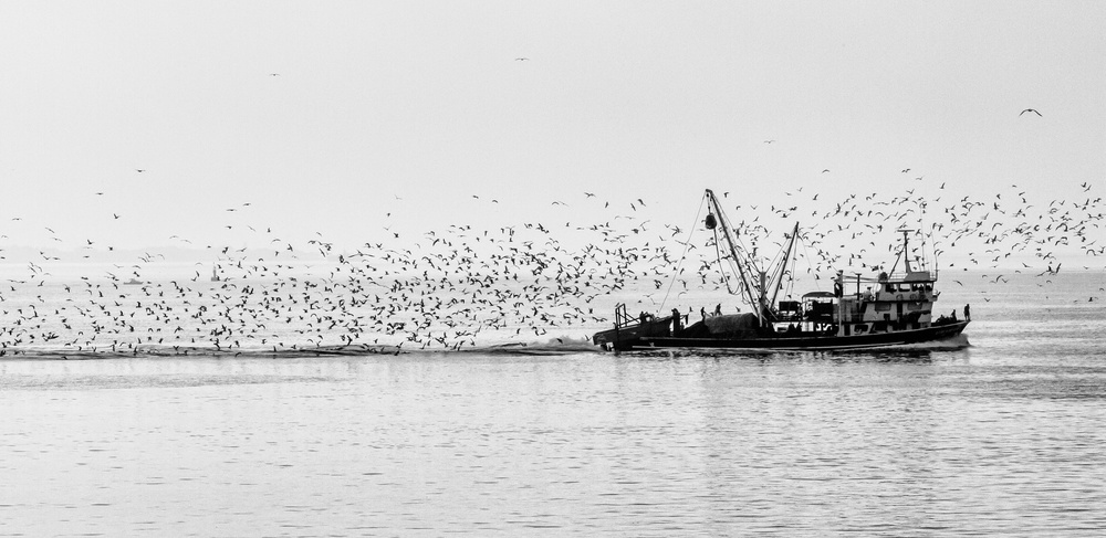 Seagulls van Ugur Erkmen