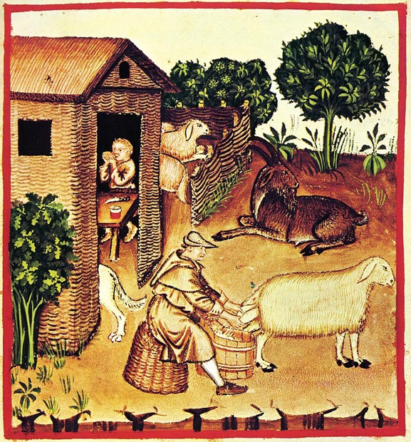 The production of cheese. A miniature from Tacuinum Sanitatis van Unbekannter Künstler
