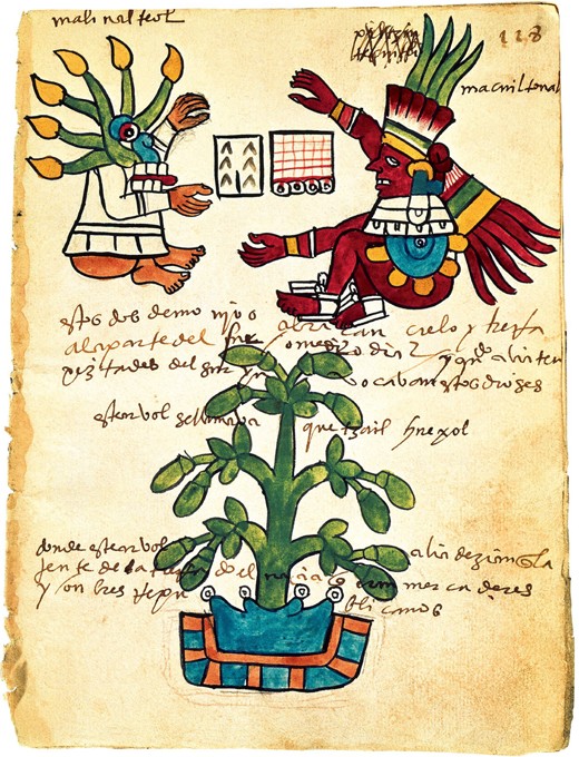 Cacao tree from the Codex Tudela van Unbekannter Künstler