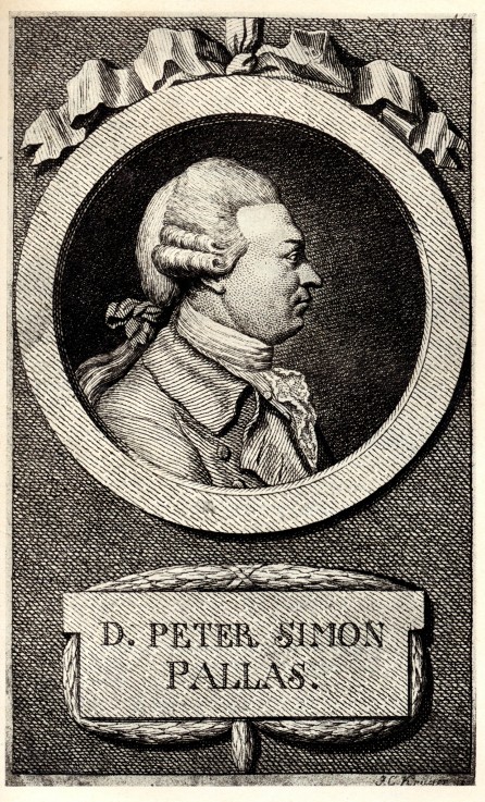 Portrait of the zoologist and botanist Peter Simon Pallas (1741-1811) van Unbekannter Künstler