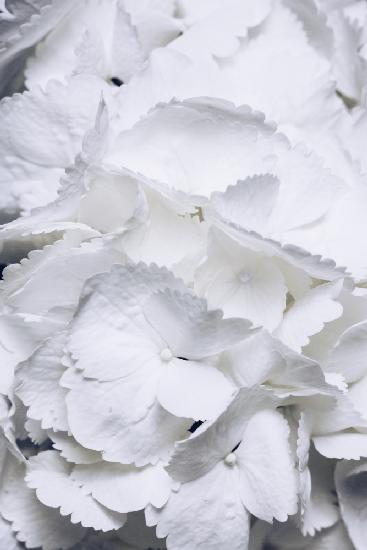 Lovely Wings - White Hydrangea