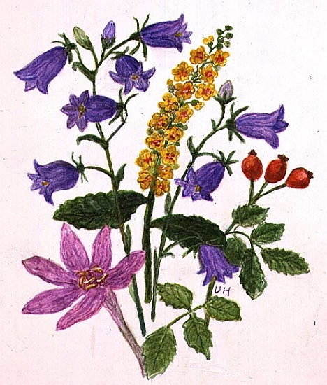 Harebells and other wild flowers (w/c on paper)  van Ursula  Hodgson