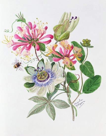 Honeysuckle and Passion flower (w/c on paper)  van Ursula  Hodgson