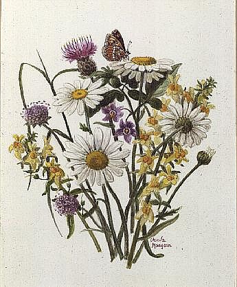 Knapweed, Ox-eye Daisy and Toad Flax (w/c on paper)  van Ursula  Hodgson