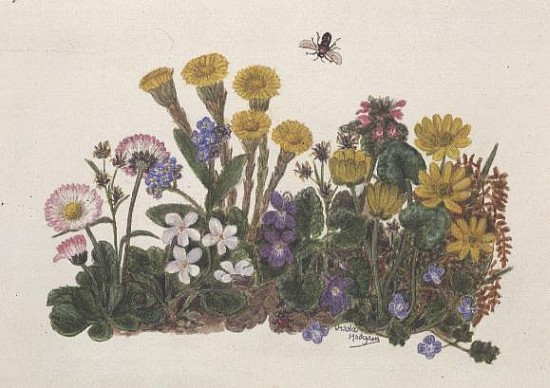 Purple and White Violets, Daisy, Celandine and Forget-me-not (w/c on paper)  van Ursula  Hodgson