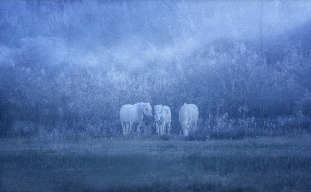 white horses van Uschi Hermann