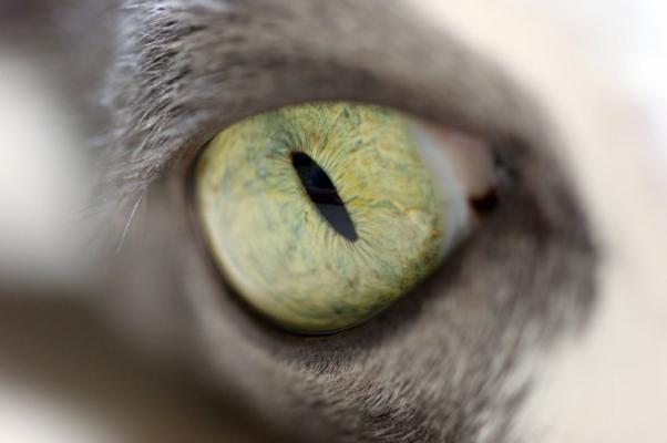Auge einer Katze van Uwe Malitz