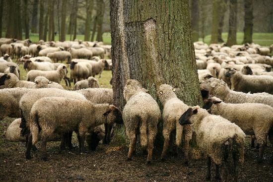 Schafe van Uwe Zucchi