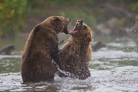Bears war
