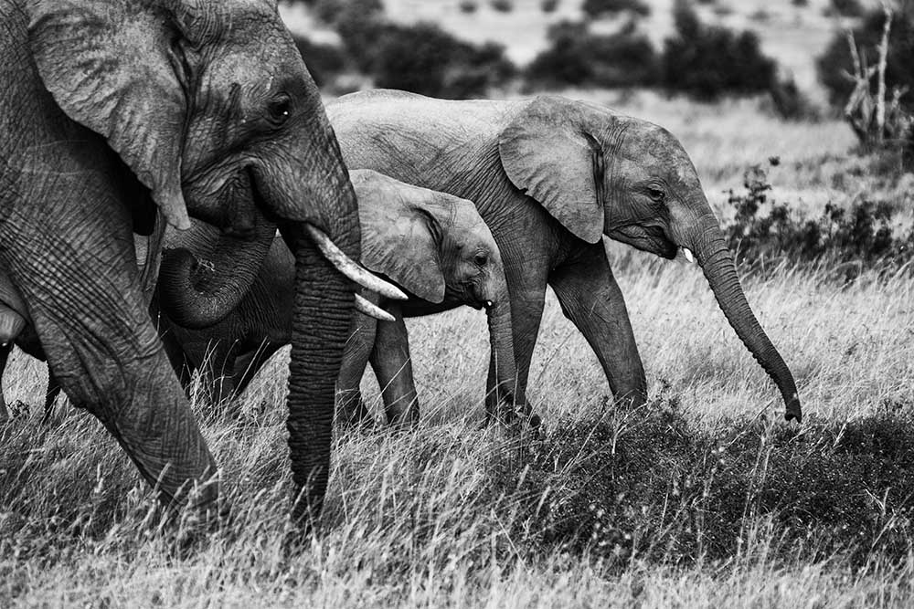 Elephant family van Vedran Vidak