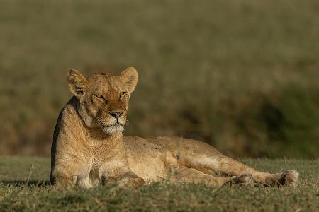 Relaxing Lioness