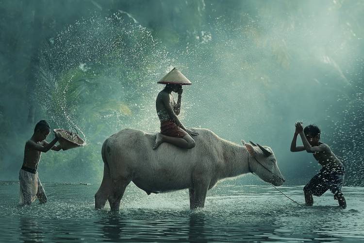Water Buffalo van Vichaya
