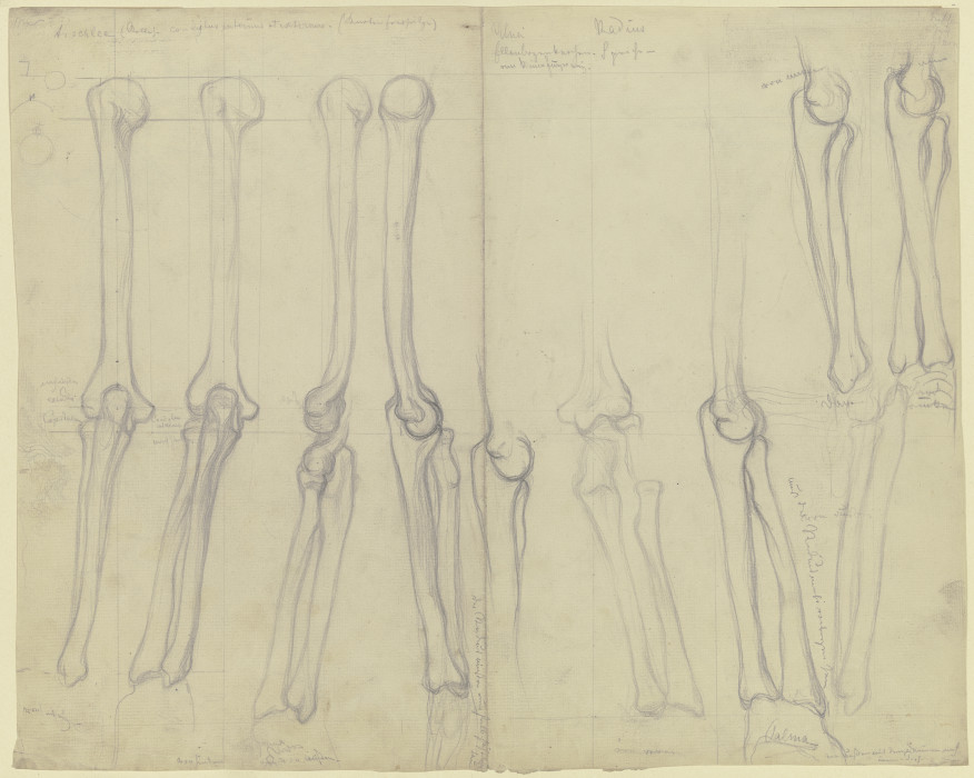 Studies of bones van Victor Müller