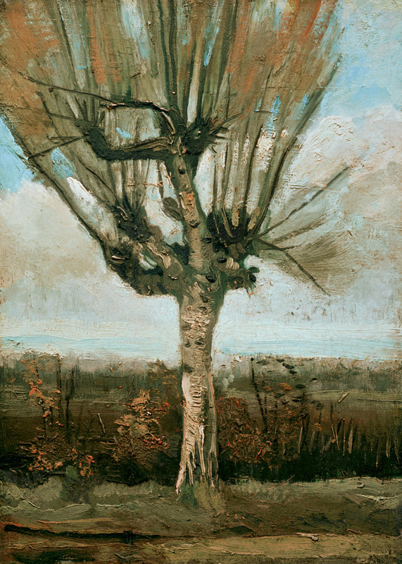 v.Gogh / Common white willow / 1884/85 van Vincent van Gogh