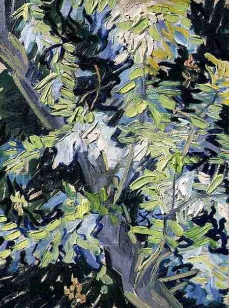 Acacia in Flower van Vincent van Gogh
