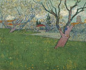 Orchards in blossom, view of Arles