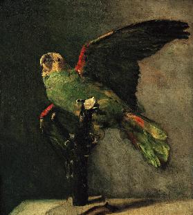 Der grüne Papagei