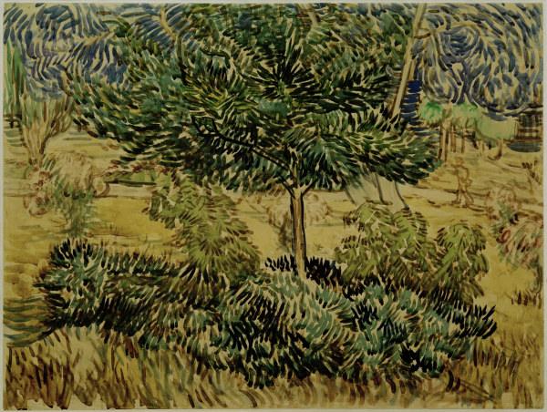 v.Gogh, Tree a.Bushes in Asylum Garden van Vincent van Gogh