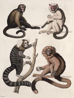 Monkeys (colour litho) van Vittorio Raineri