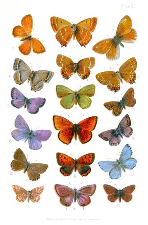 British butterflies van Vittorio Zecchin