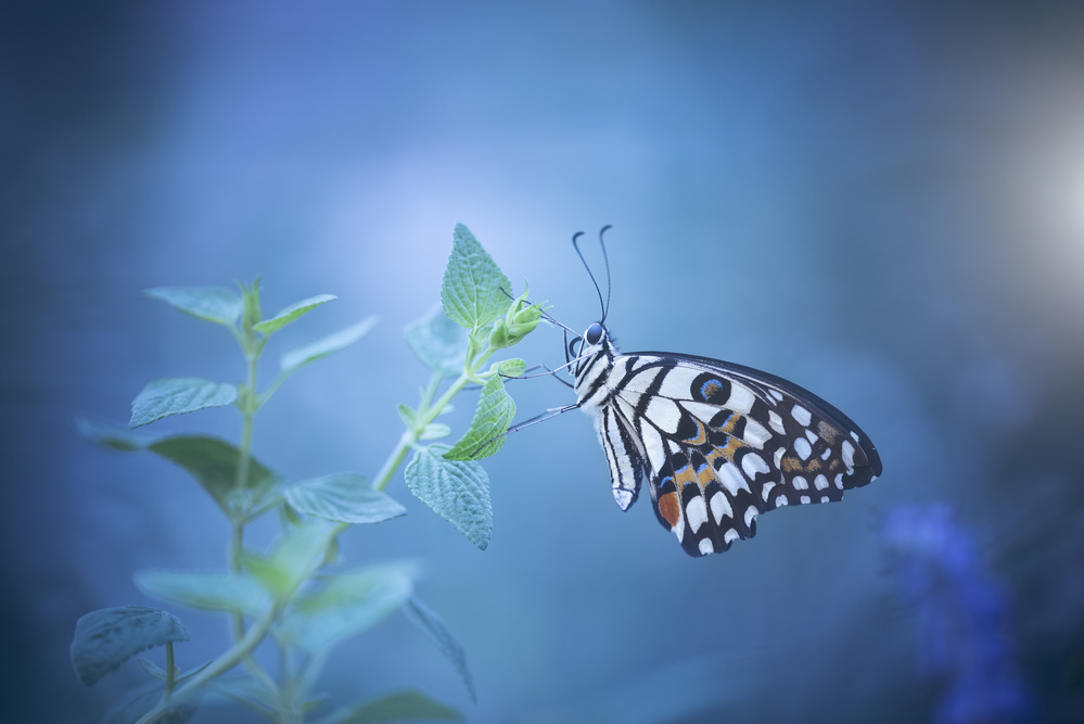 butterfly van Wang Li