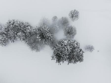 Winters embrace: Ariel view of snowy trees