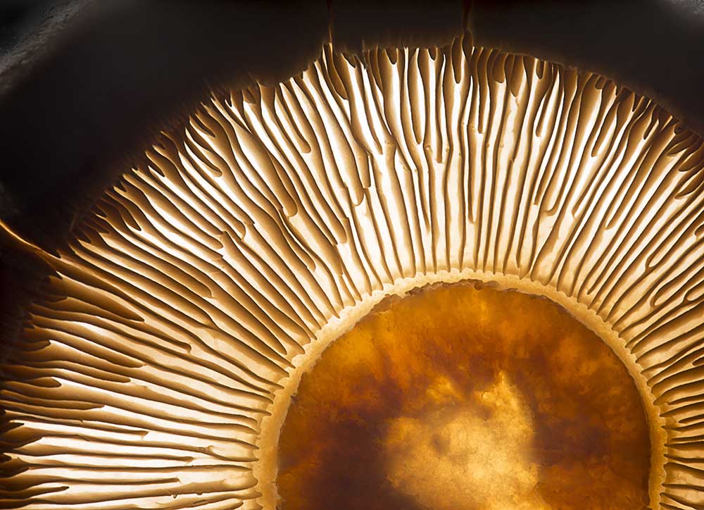 Portobello mushroom van Wieteke De Kogel