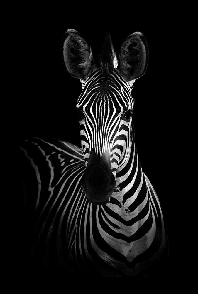 The Zebra van WildPhotoArt