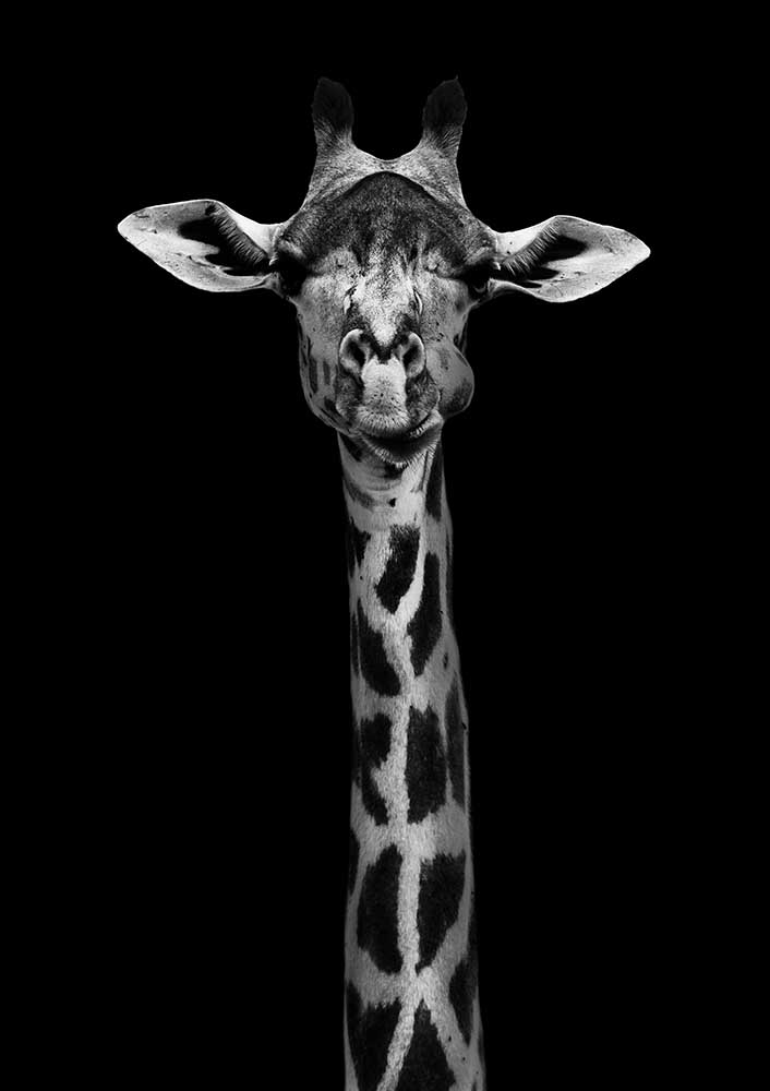 Giraffe Portrait van WildPhotoArt