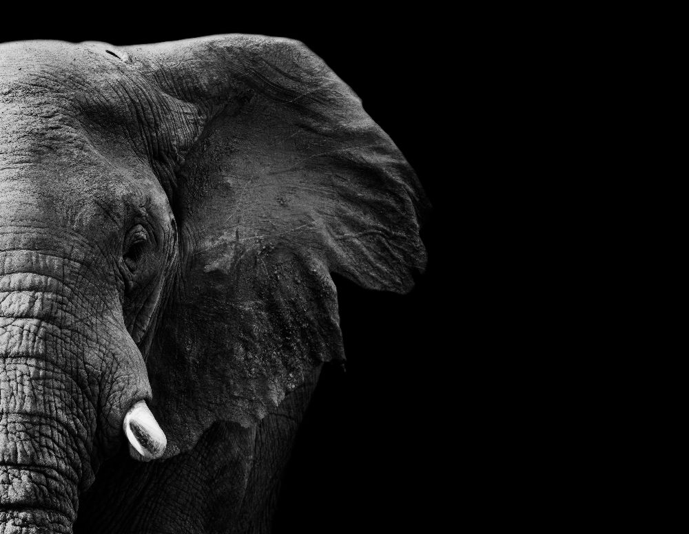 Elephant van WildPhotoArt