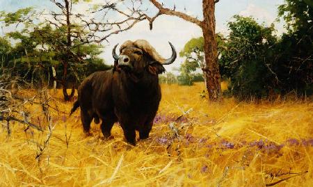 Ein Kaffernbüffel im Präriegras.