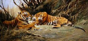 Siberian Tigers, 1913 (oil on canvas)