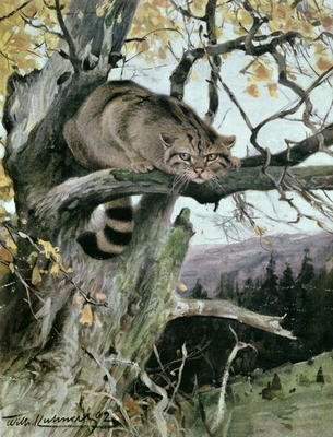 Wildcat in a Tree, 1902 (colour litho) van Wilhelm Kuhnert