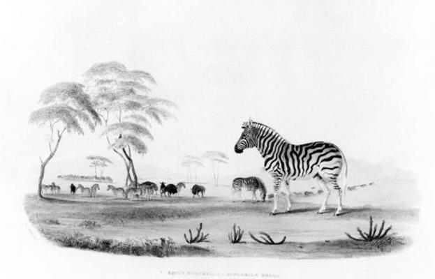 Equus burchelli, or Burchell's Zebra, from 'Portraits of the Game and Wild Animals of Southern Afric van William Cornwallis Harris