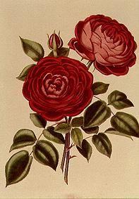 Die Rose Perpetual Standard of Marengo