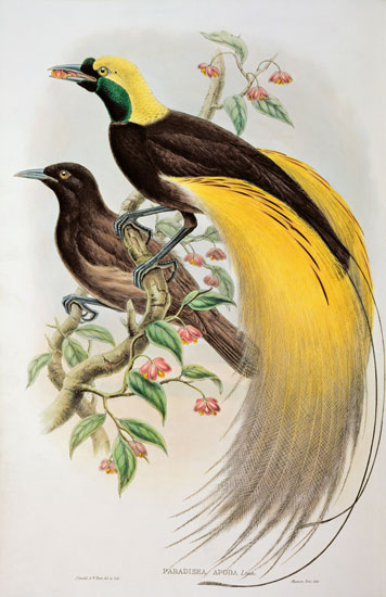 Bird of Paradise: Greater, Paradisaea Apoda van William Gould