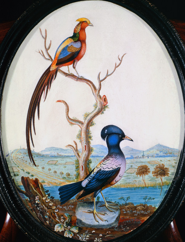 Golden Pheasant and Jay van William Hayes