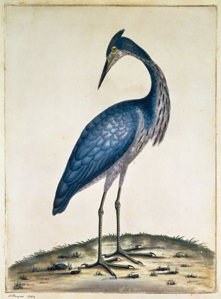 A Heron van William Hayes