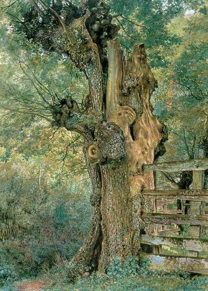Pollard elm on the edge of the village pound (w/c and gouache) van William Henry Hunt