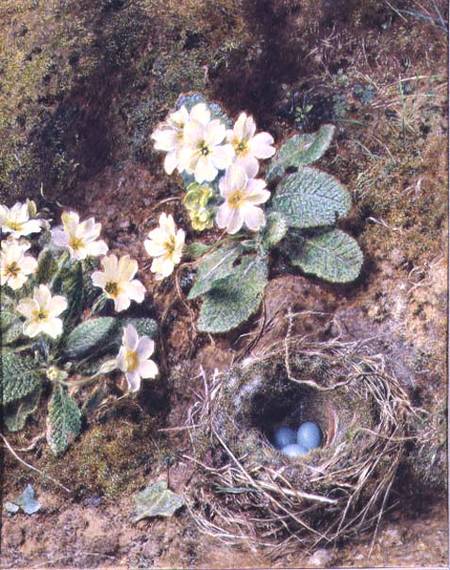 Primroses and Bird's Nest with Three Blue Eggs van William Henry Hunt